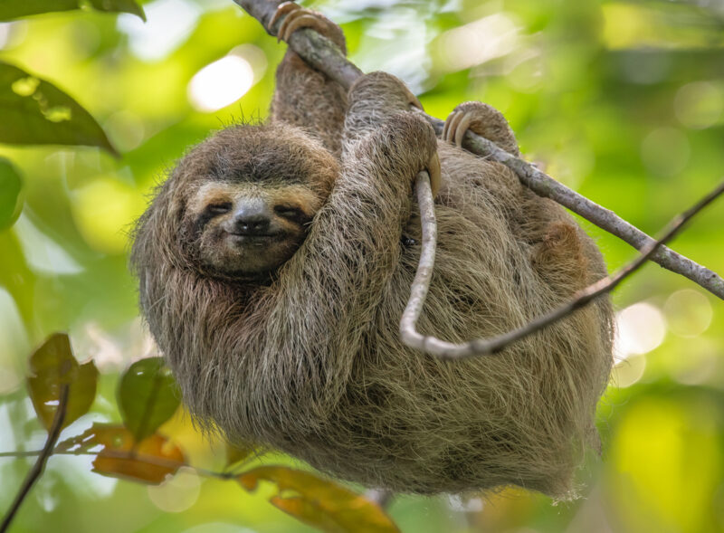 Is it Legal to Have a Pet Sloth In Ohio?